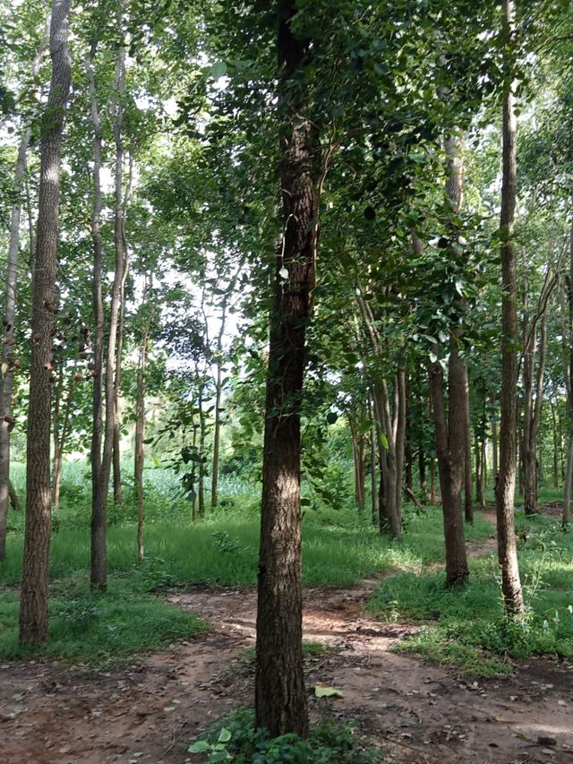 550 ACRES OF RUBBER ESTATE FOR SALE IN DK